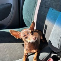 Pinscher entra na lista dos cães mais populares entre os brasileiros