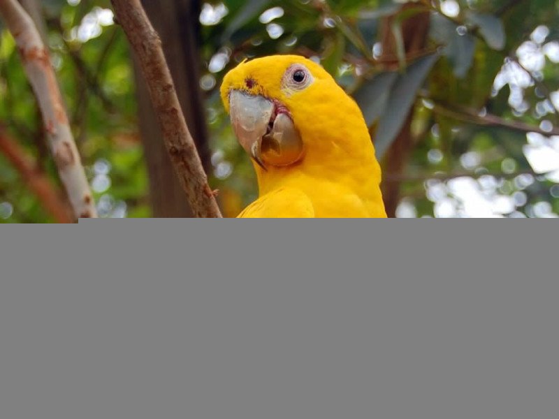 Diversas espécies de animais de matas brasileiras podem desaparecer - Ironman br wikimedia commons 