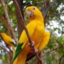 Diversas espécies de animais de matas brasileiras podem desaparecer - Ironman br wikimedia commons 
