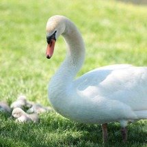 Por que a  família real britânica faz um censo de cisnes todo ano? - AFP