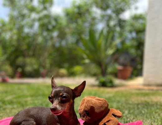 Isis, cachorra 
de Ana Paula e Jordana Moreira