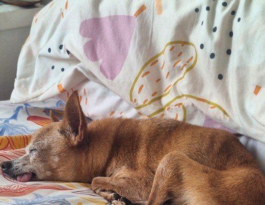 Tobi é um pinscher para lá de especial