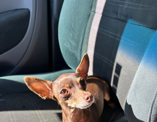 Isis é a grande paixão de suas tutoras - (crédito: Reprodução/ Arquivo Pessoal) Isis é a grande paixão de suas tutoras - (crédito: Reprodução/ Arquivo Pessoal)