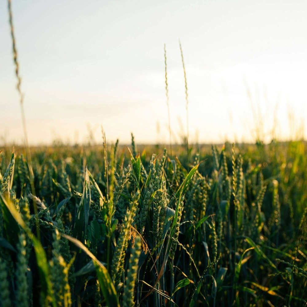 Tecnologia inova o campo e agronegócio em 2025