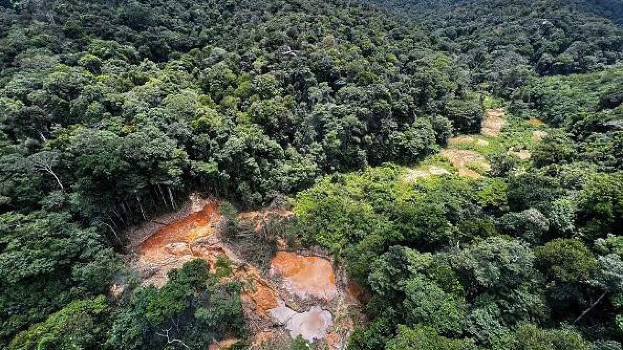 Como a degradação da Amazônia aumenta o risco de novas pandemias - Getty Images