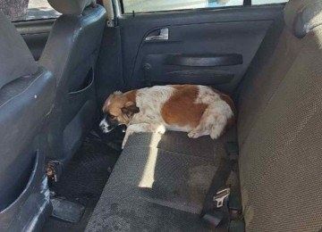 O cachorro foi encontrado dentro do carro, sem ventilação ou água -  (crédito: Divulgação/PMMG)