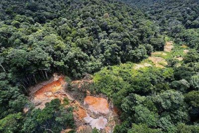 O vírus oropouche é um exemplo de patógeno endêmico da Amazônia que começou a se espalhar pelo Brasil e pelo mundo -  (crédito: Getty Images)