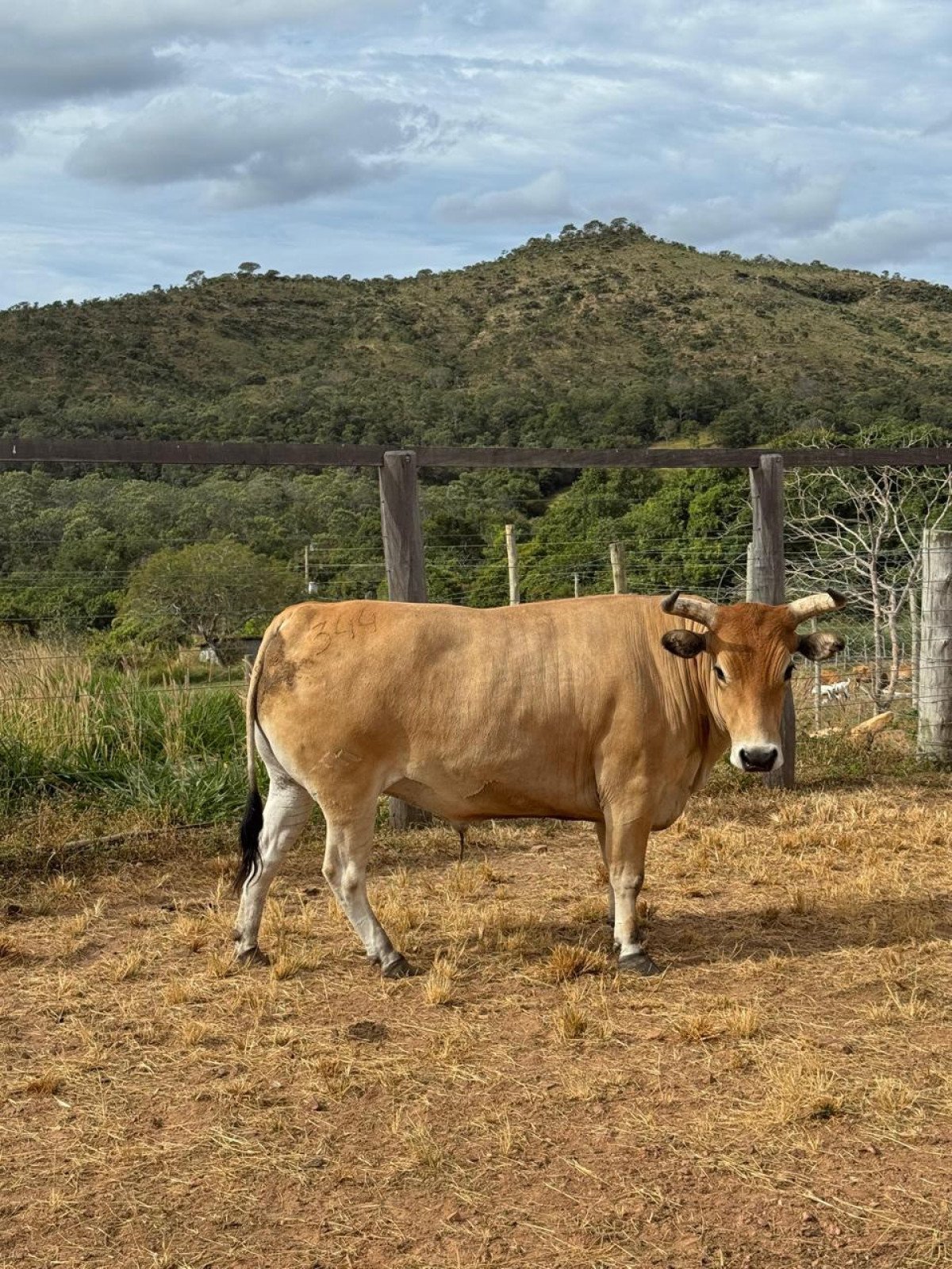 A fazenda Mutum possui hoje cerca de 600 cabeças de gado