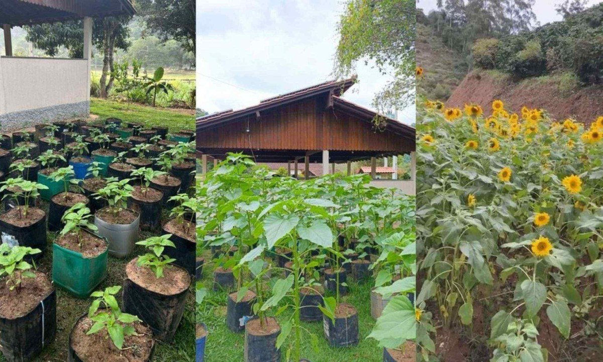 Girassóis sendo plantados 