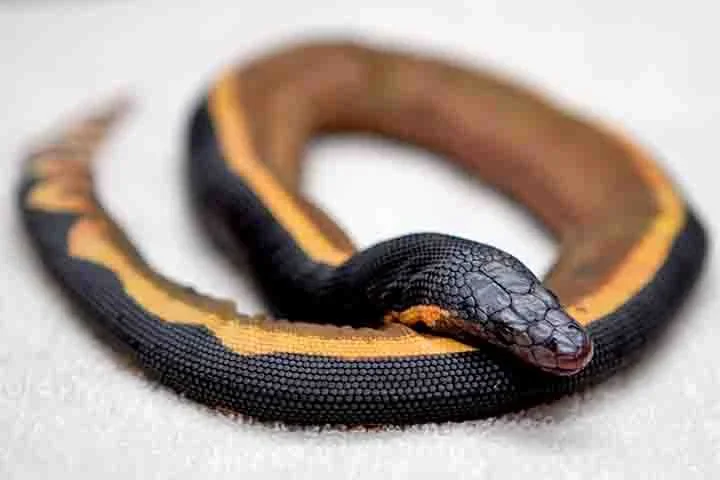 Letal e apavorante: veneno dessa serpente poderia matar 100 homens com uma única dose - Museu de História Natural do Condado de Los Angeles