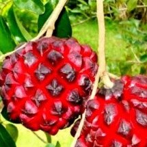 Sabe a expressão "Ficar na pindaíba"? A origem é uma fruta que poucos conhecem; descubra -  Divulgação