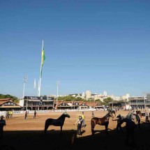 Exposição Nacional do Cavalo Mangalarga Marchador é atração no Gameleira