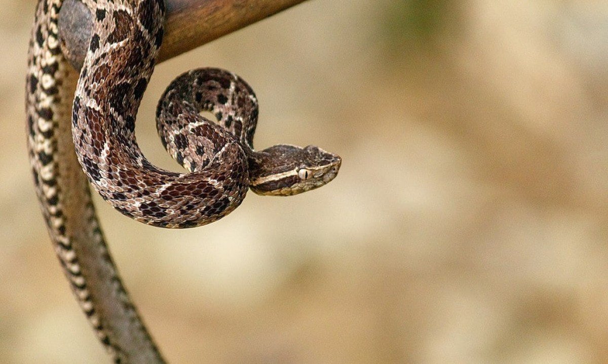  Jararacu&ccedil;u - Pode medir at&eacute; 2,2 metros de comprimento. Seu veneno &eacute; capaz de provocar insufici&ecirc;ncia circulat&oacute;ria e respirat&oacute;ria, hemorragia intracerebral e fal&ecirc;ncia renal.