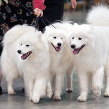 Valorizadas: as raças de cães mais caras do planeta - SheltieBoy wikimedia commons