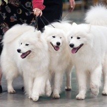 Valorizadas: as raças de cães mais caras do planeta - SheltieBoy wikimedia commons