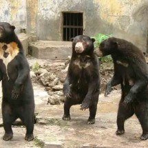 Diferentes espécies de ursos: veja dados sobre cada uma delas - Sakurai Midori - Wikimedia Commons