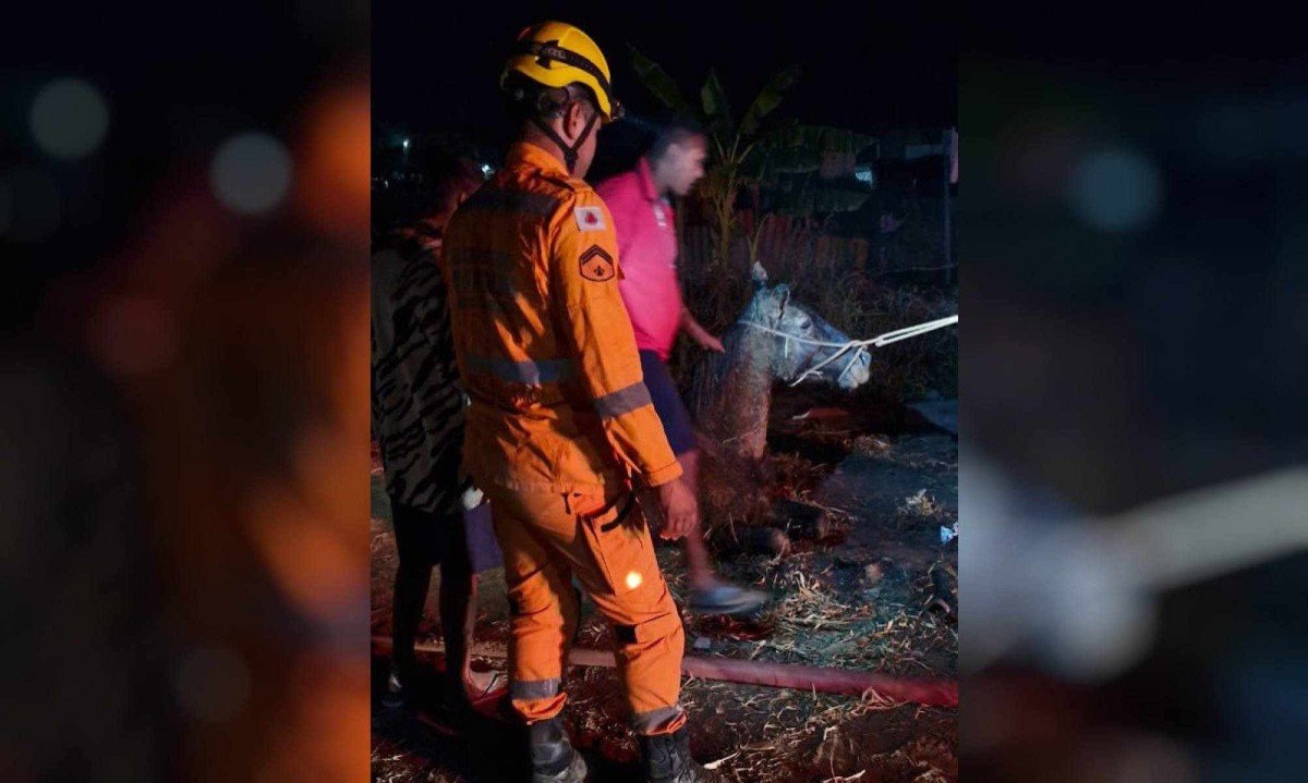 O animal estava em um buraco com aproximadamente 1,5 m de diâmetro e 2 m de profundidade  -  (crédito: CBMMG/Divulgação)