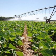 Decreto "destrava" a agricultura irrigada em Minas. Entenda - Faemg/Divulgação