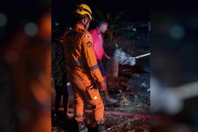 O animal estava em um buraco com aproximadamente 1,5 m de diâmetro e 2 m de profundidade  -  (crédito: CBMMG/Divulgação)