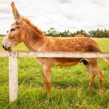Abate de jumentos para medicina chinesa deixa espécie à beira da extinção - agriculturasp - wikimedia commons