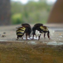 Aedes aegypti: a molécula capaz de matar larvas em própolis - Thiago Mlaker/Wikimedica Commons