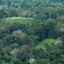 Fenômeno atmosférico derruba árvores gigantes na Amazônia - Governo do Acvre wikimedia commons 