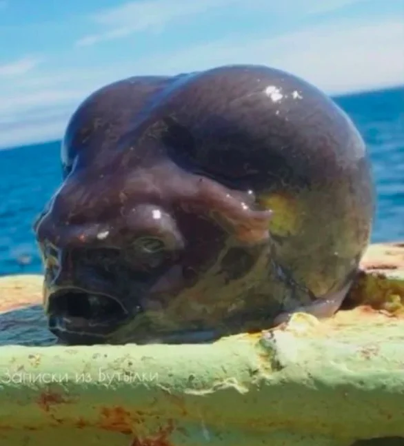 Pescador se assusta com peixe e viraliza:  parece "alienígena" - reprodução/Roman Fedortsov