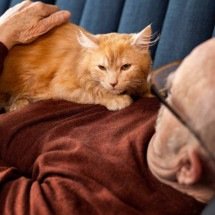 Homem de 82 anos quer deixar herança milionária a quem adotar sua gata - FreePik