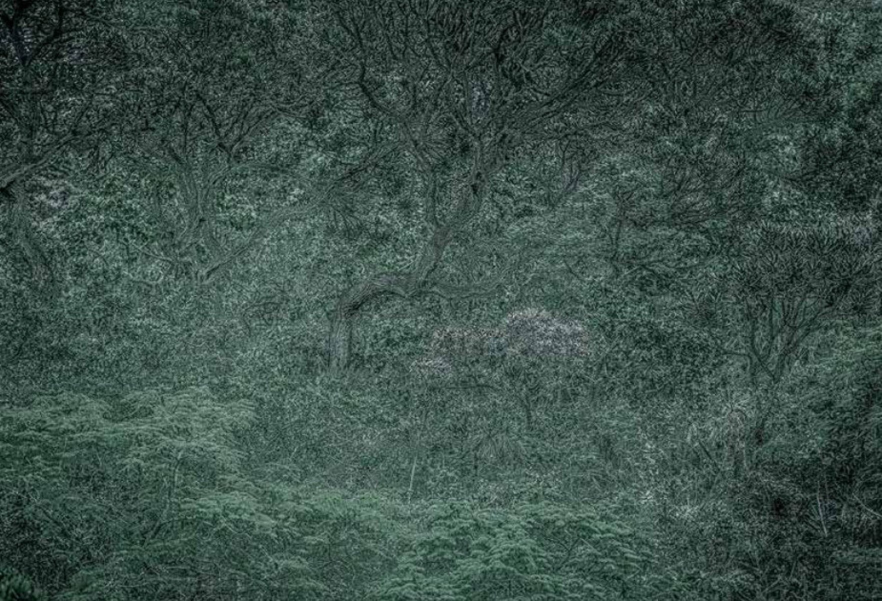 'Floresta misteriosa', foto de Daniel Mansur