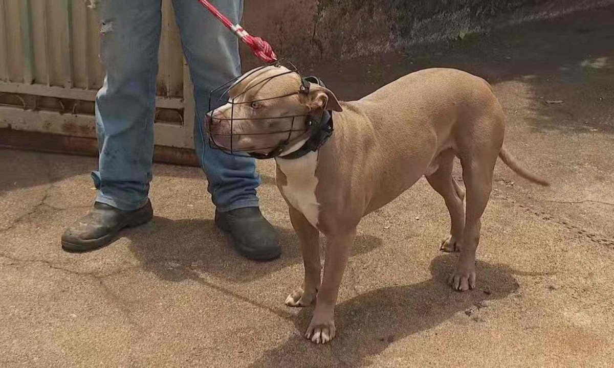 De acordo com o responsável pelo cão, os animais costumam ficar presos -  (crédito: Reprodução/EPTV)