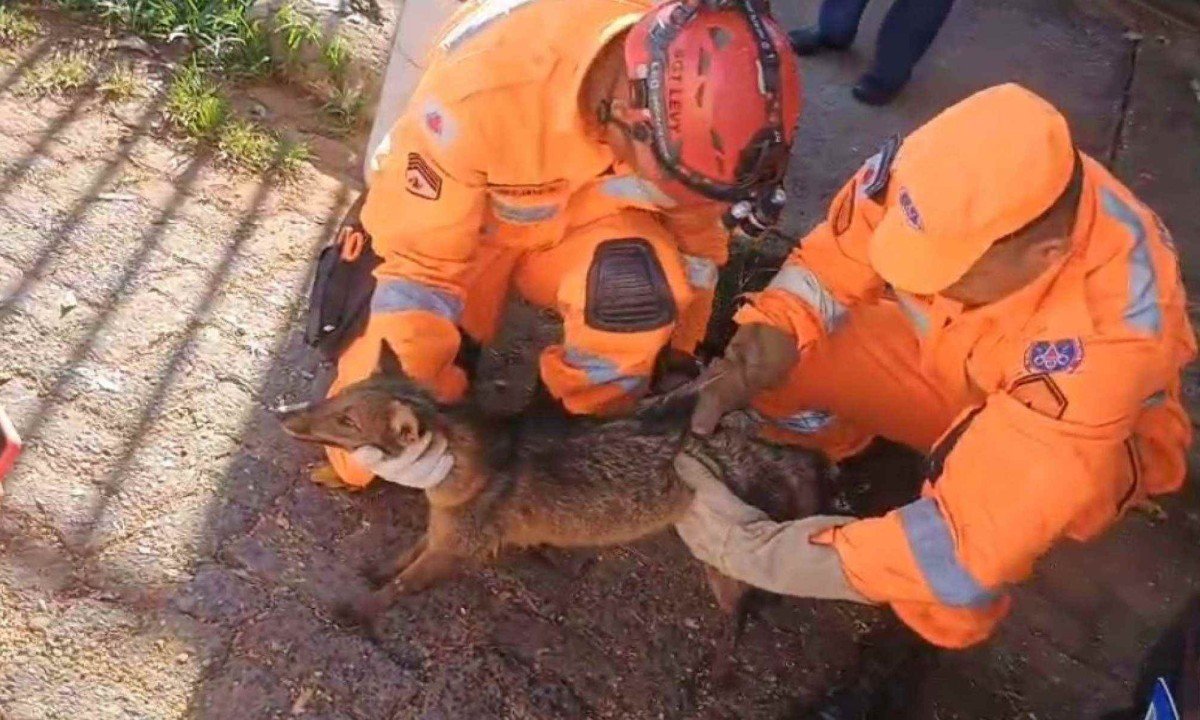 Após o resgate, o animal foi encaminhado ao Laboratório de Pesquisa em Animais Silvestres -  (crédito: Reprodução/CBMMG)