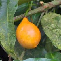 Fonte de fibras e cicatrizante natural: conheça a exótica fruta achachairu - Reprodução/TV Gazeta