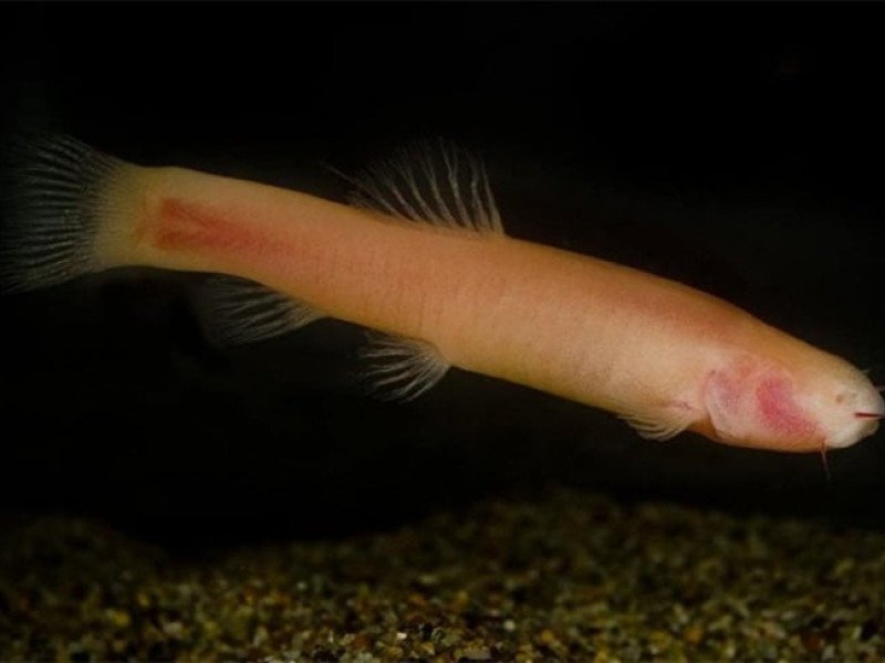 Peixe-vampiro: grutas abrigam espécie que morre com luz do sol - Reprodução JB foto Luca Scapoli