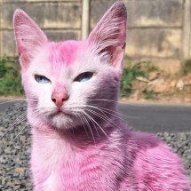 Gata pintada de rosa em Araxá alerta para série de maus-tratos no país - Reprodução/Redes Sociais 