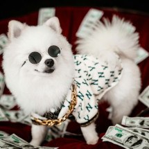 Posso deixar herança para meu pet? Veja o que a lei diz no Brasil - Canva