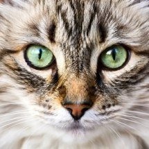 Nada escapa! Os animais com a melhor visão - Imagem gerada por i.a 