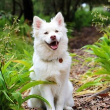 A tecnologia a favor do seu pet: 5 gadgets que você vai querer ter - Canva