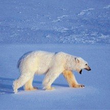 Ursos-polares enfrentam ameaças no Ártico aquecido - Olivier MORIN / AFP