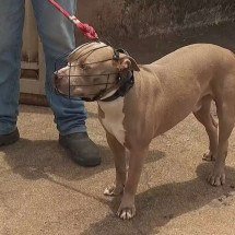 Adolescente grávida é atacada por pitbull no Vale do Rio Doce, em Minas - Reprodução/EPTV