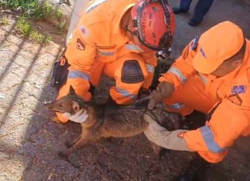 Após o resgate, o animal foi encaminhado ao Laboratório de Pesquisa em Animais Silvestres -  (crédito: Reprodução/CBMMG)