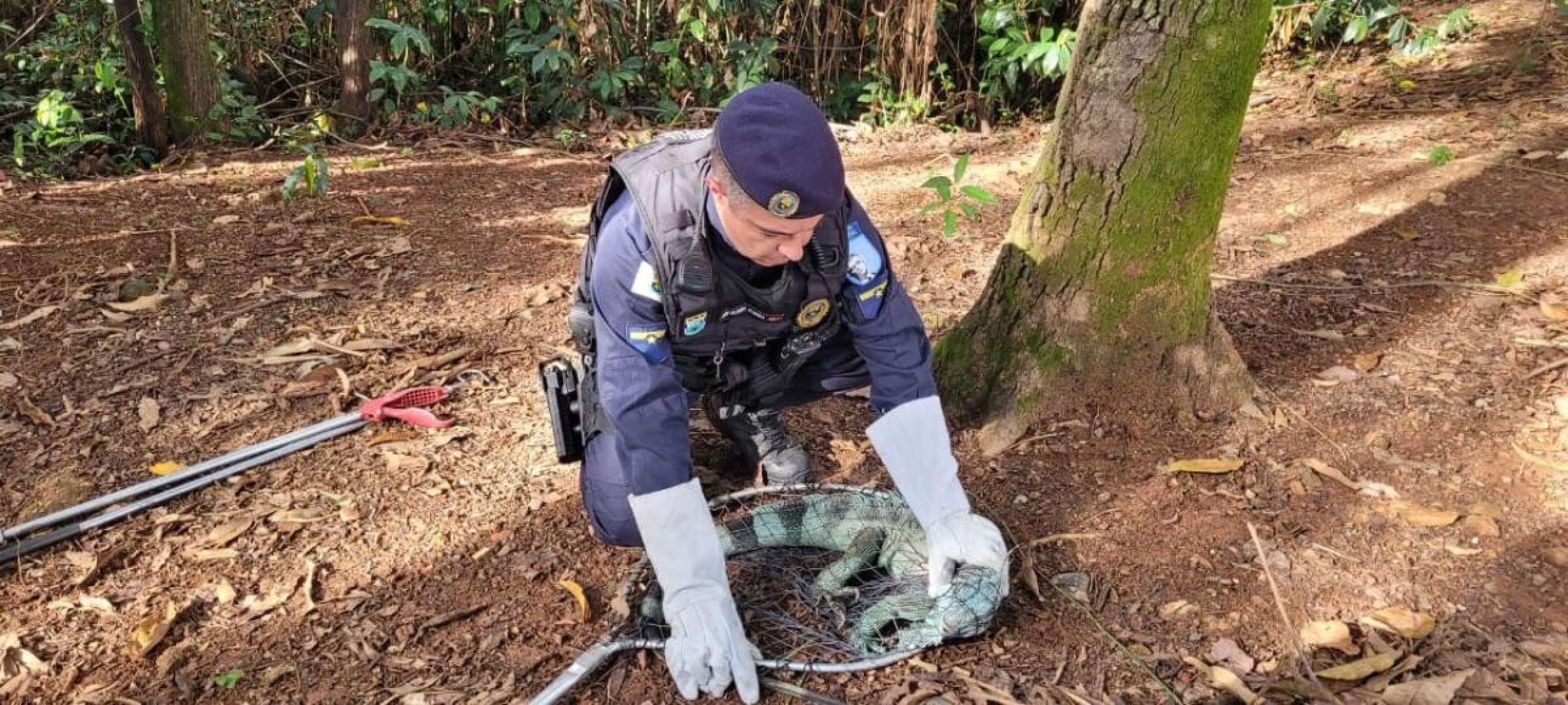 O número de animais domésticos e silvestres resgatados pela Guarda Civil em 2025 já supera, em apenas seis meses, o total registrado ao longo de todo o ano passado-Reprodução/PBH