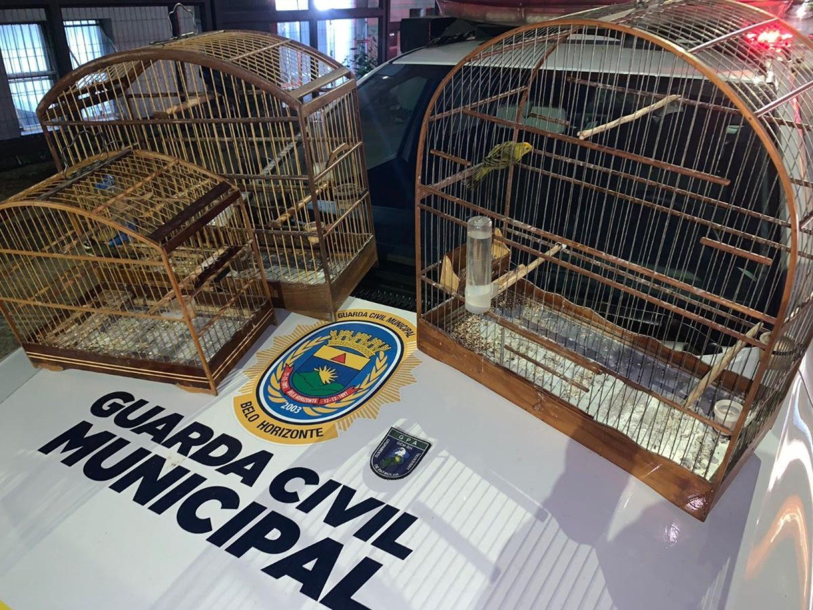 O número de animais domésticos e silvestres resgatados pela Guarda Civil em 2025 já supera, em apenas seis meses, o total registrado ao longo de todo o ano passado-Reprodução/PBH