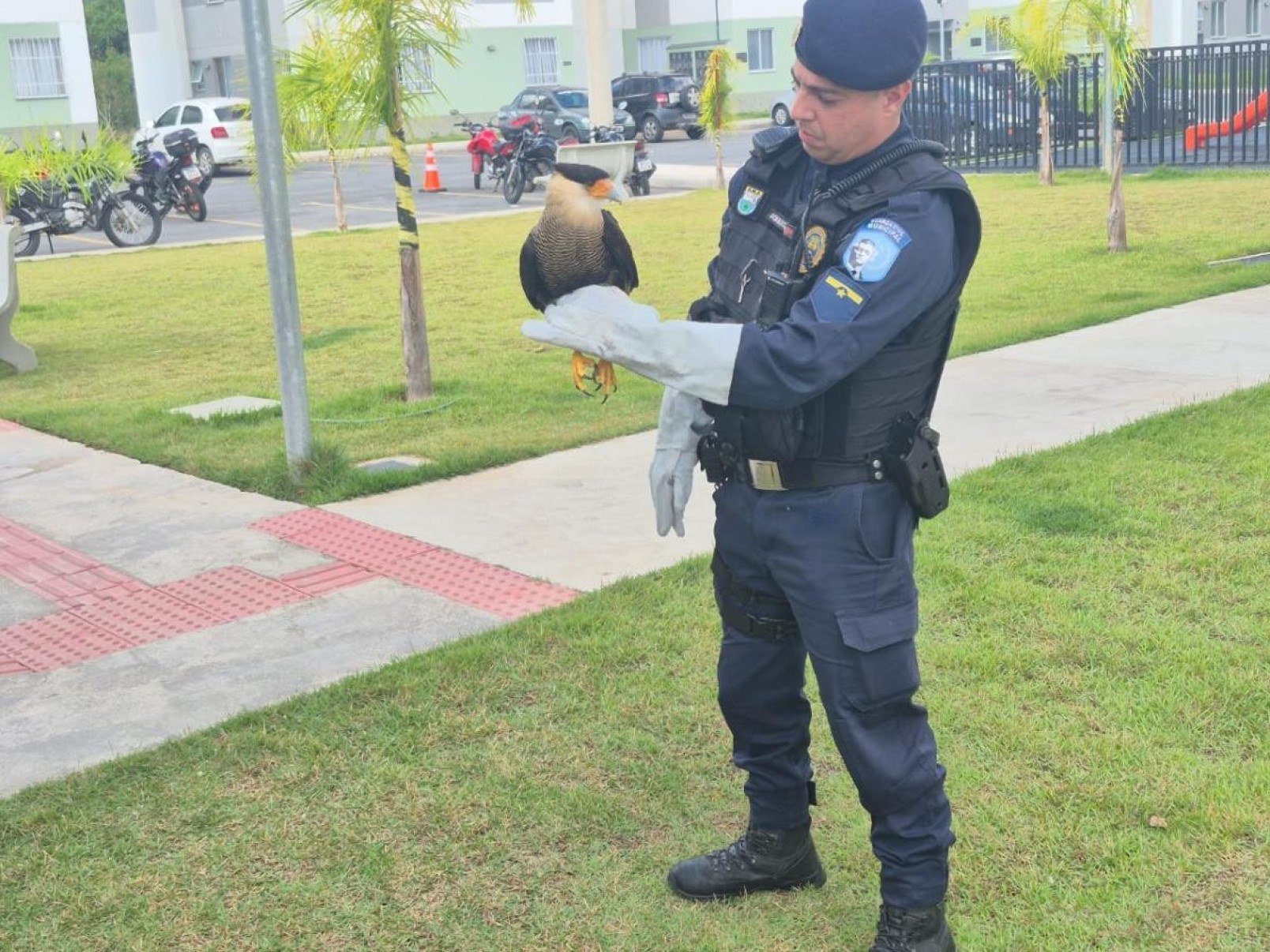 O número de animais domésticos e silvestres resgatados pela Guarda Civil em 2025 já supera, em apenas seis meses, o total registrado ao longo de todo o ano passado.-Reprodução/PBH