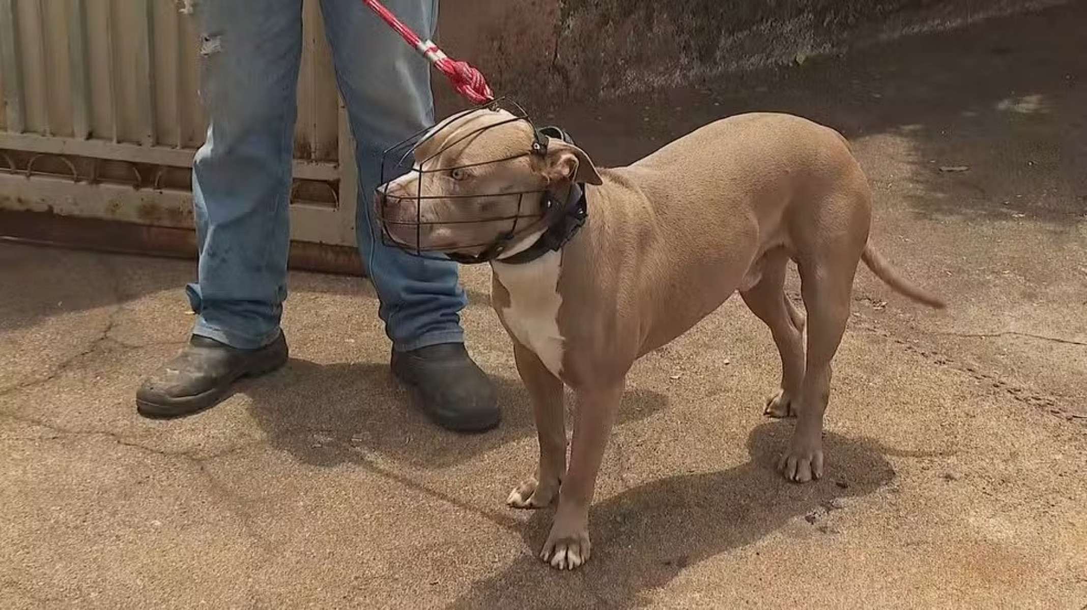 Grávida, adolescente de 17 anos é atacada por pitbull
