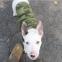 Mulher é presa por maltratar filhote de pit bull - PCMG/Divulga&ccedil;&atilde;o