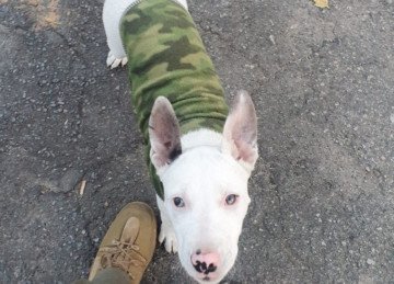 Cão foi avaliado por um veterinário e acolhido por um abrigo -  (crédito: PCMG/Divulgação)