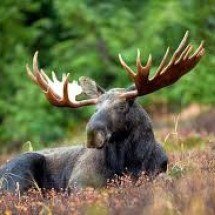 Excesso de peso e chifres de alce causaram acidente aéreo no Alasca - Animalia