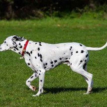 Raças de cachorros quietas: latem pouco - Imagem de Kev por Pixabay