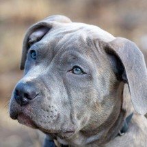 SC impõe regras sobre pitbull; Brasil tem sucessivos ataques e até tutor foi morto por cão dentro de casa - Pixabay