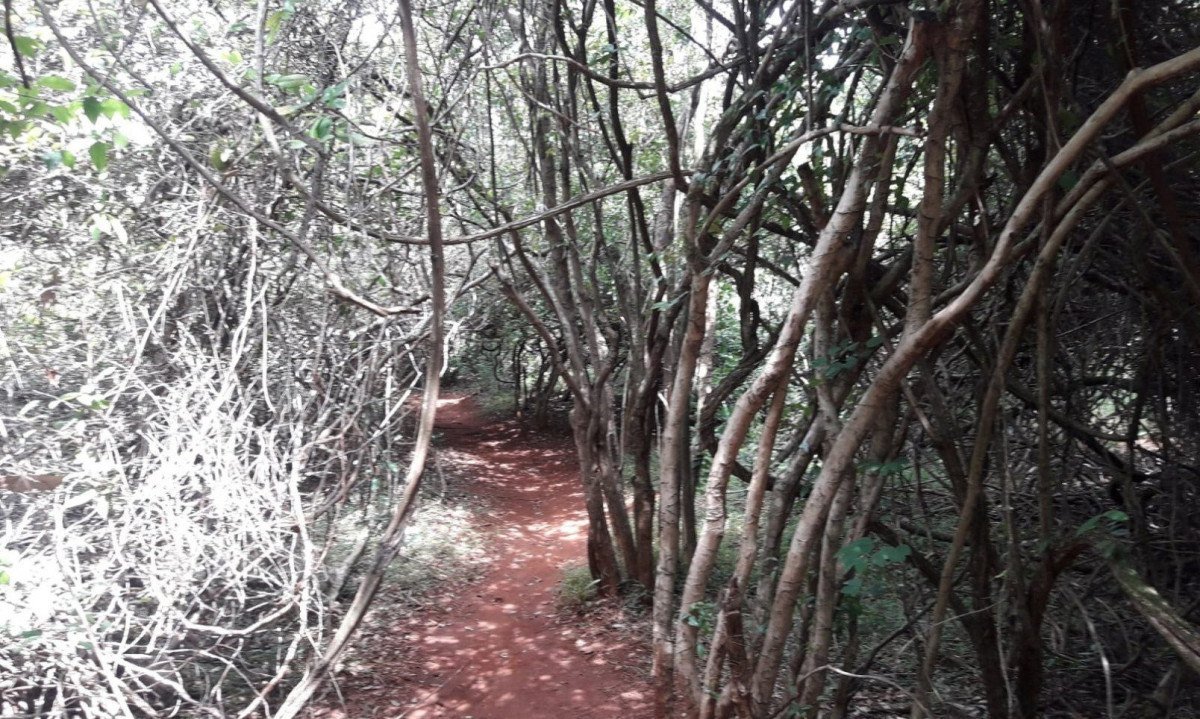 Túnel das Pitangueiras antes da poda